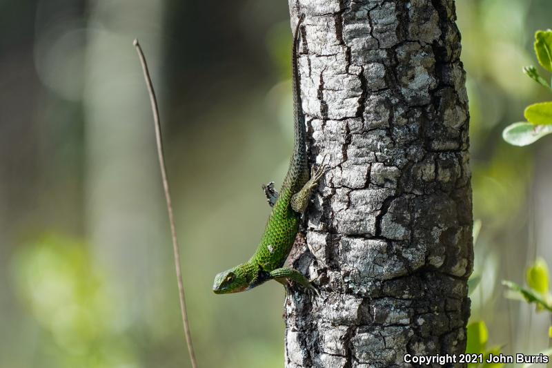 Mexican Emerald Spiny Lizard (Sceloporus formosus)
