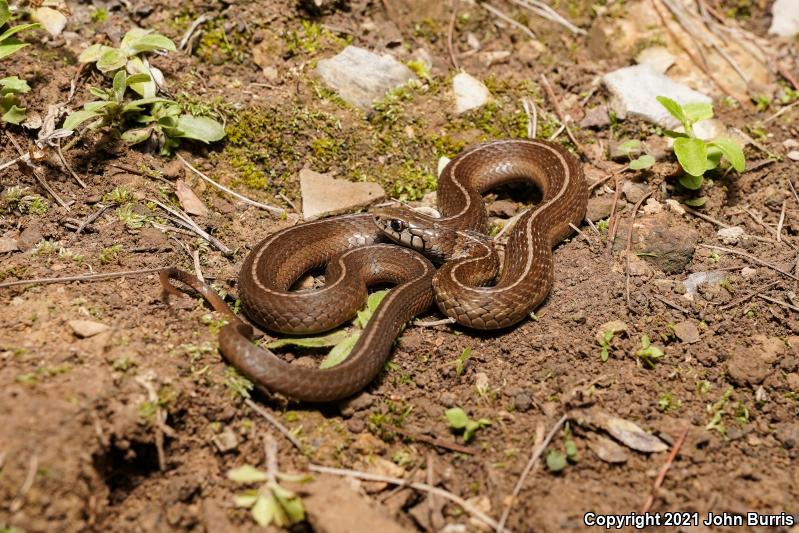 Conant's Gartersnake (Thamnophis conanti)