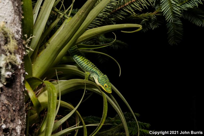 Sierra De Tehuacan Arboreal Alligator Lizard (Abronia graminea)