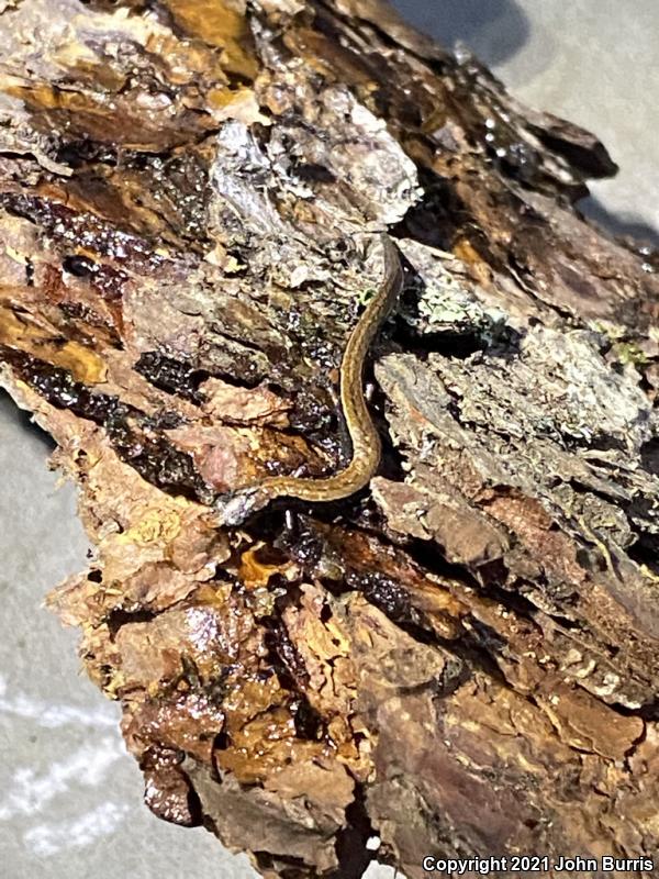 Taylor's Pigmy Salamander (Thorius troglodytes)