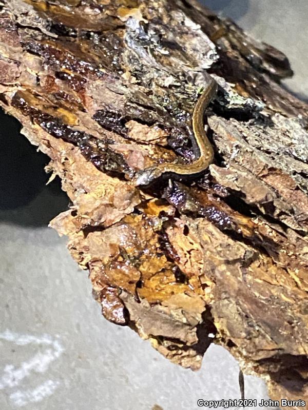 Taylor's Pigmy Salamander (Thorius troglodytes)