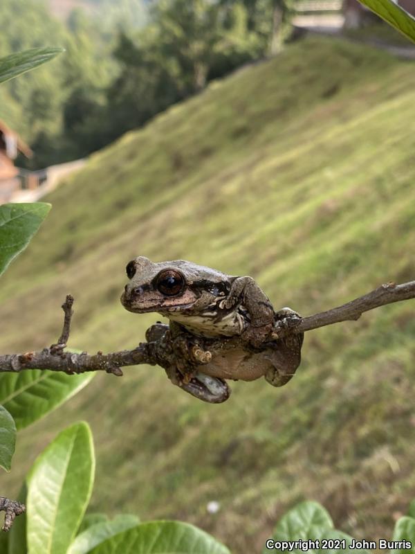 Mexican Fringe-limbed Treefrog (Plectrohyla bistincta)