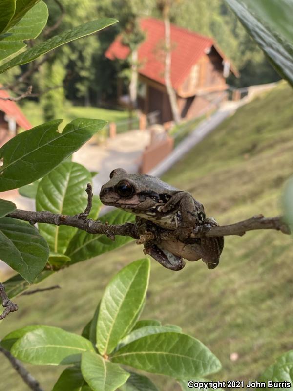 Mexican Fringe-limbed Treefrog (Plectrohyla bistincta)