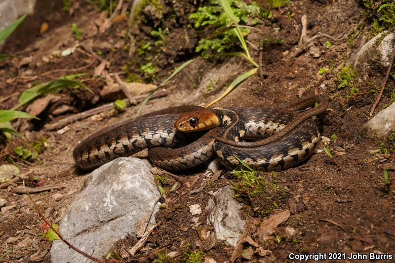 Goldenhead Gartersnake (Thamnophis chrysocephalus)