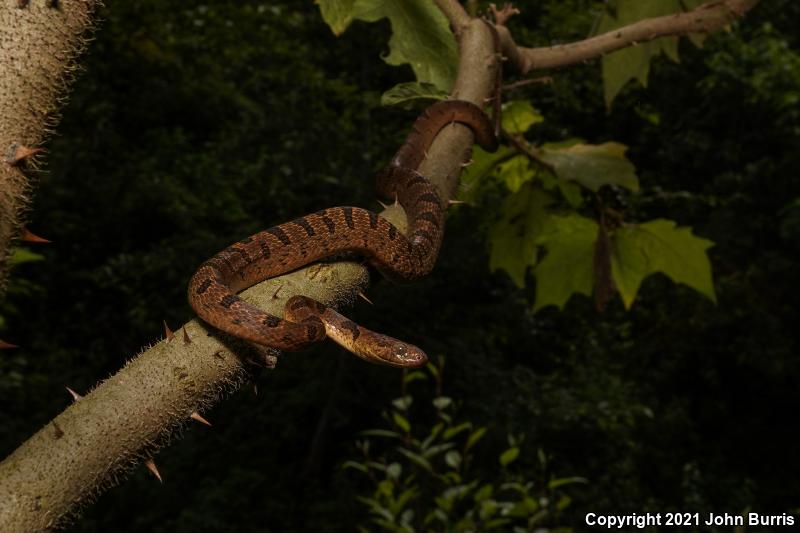 Small-spotted Cat-eyed Snake (Leptodeira polysticta)