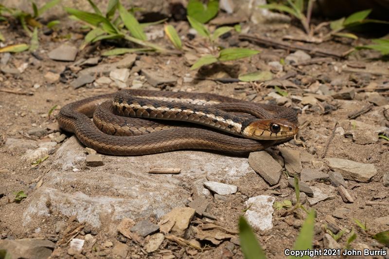 Goldenhead Gartersnake (Thamnophis chrysocephalus)