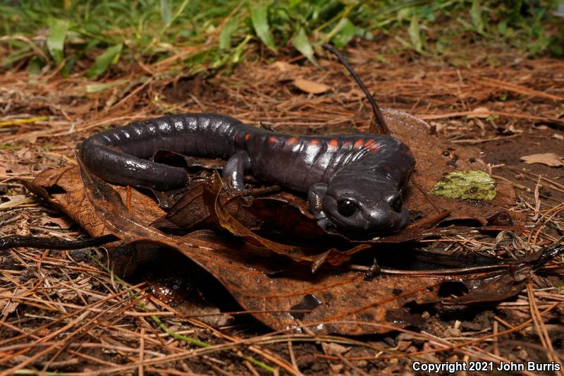 Giant False Brook Salamander (Pseudoeurycea gigantea)