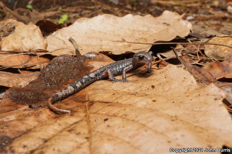 Firshein's Salamander (Pseudoeurycea firscheini)