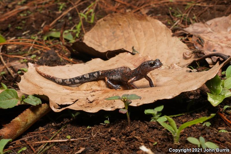 Firshein's Salamander (Pseudoeurycea firscheini)