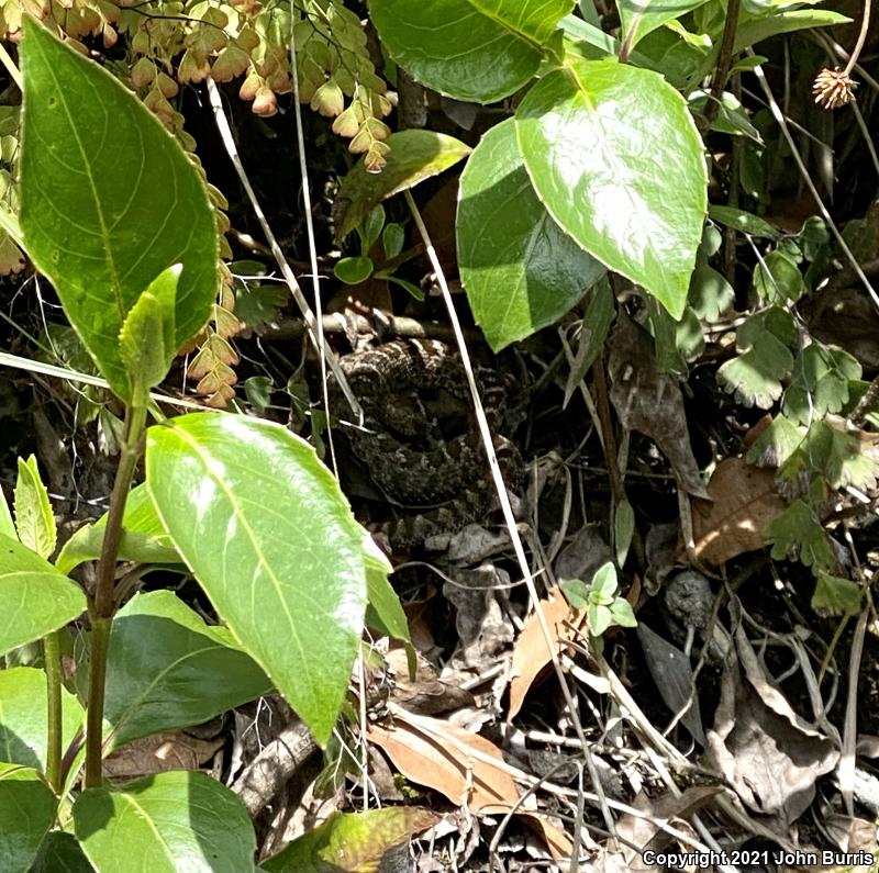 Mexican Pygmy Rattlesnake (Crotalus ravus)