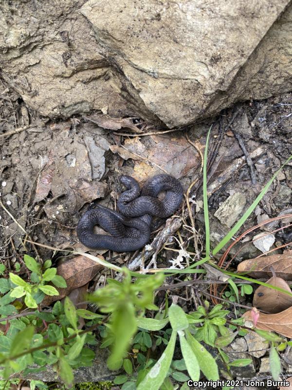 Lined Tolucan Earthsnake (Conopsis lineatus)