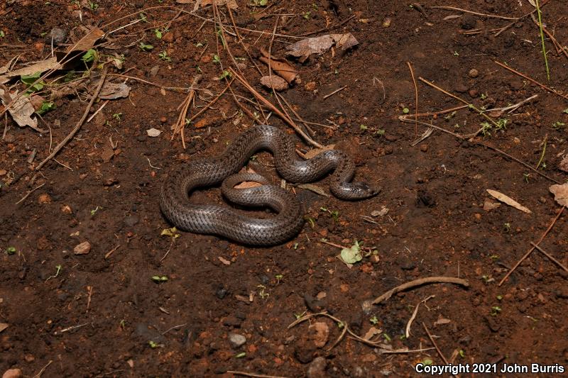 Lined Tolucan Earthsnake (Conopsis lineatus)