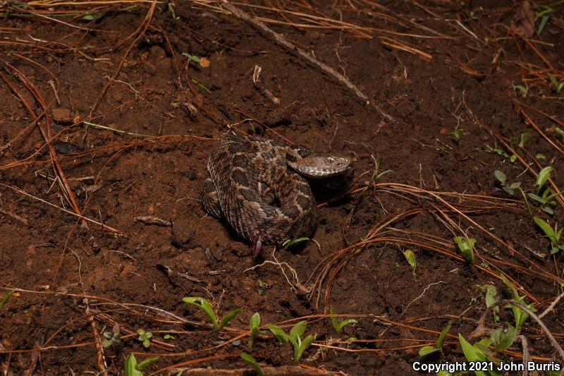 Mexican Pygmy Rattlesnake (Crotalus ravus)