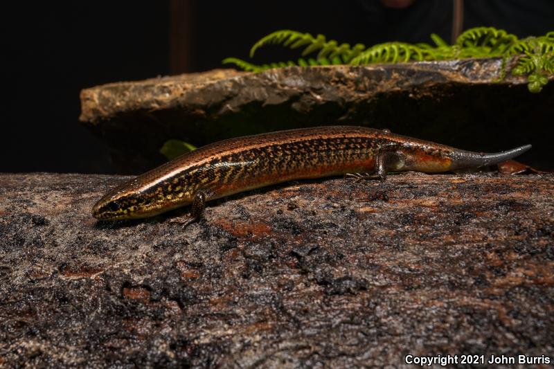 Huaxteca Lesser Galliwasp (Diploglossus enneagrammus)