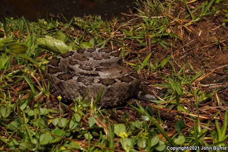 Mexican Pygmy Rattlesnake (Crotalus ravus)