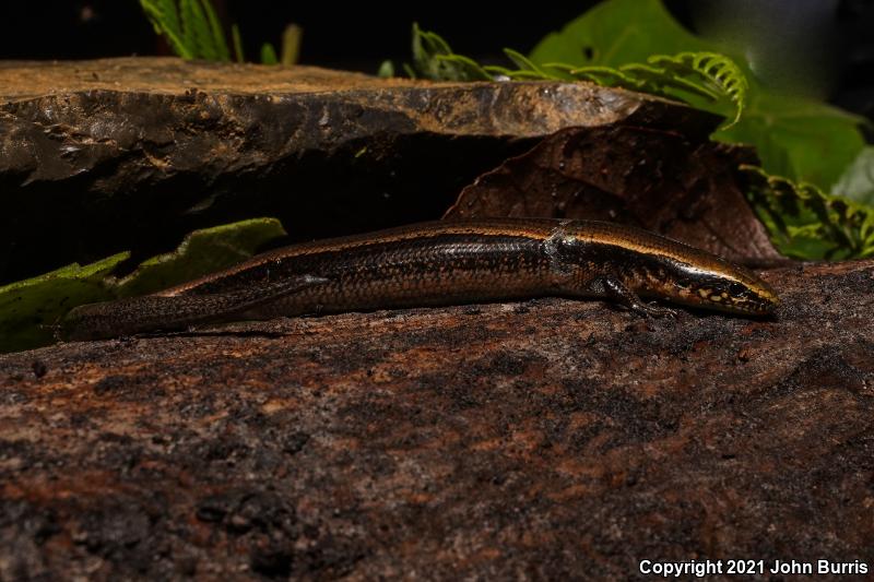 Forest Ground Skink (Scincella gemmingeri)