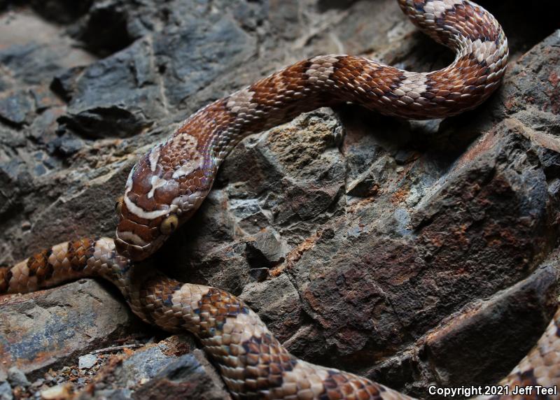 Baja California Lyresnake (Trimorphodon biscutatus lyrophanes)