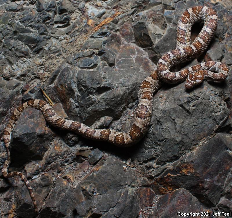 Baja California Lyresnake (Trimorphodon biscutatus lyrophanes)