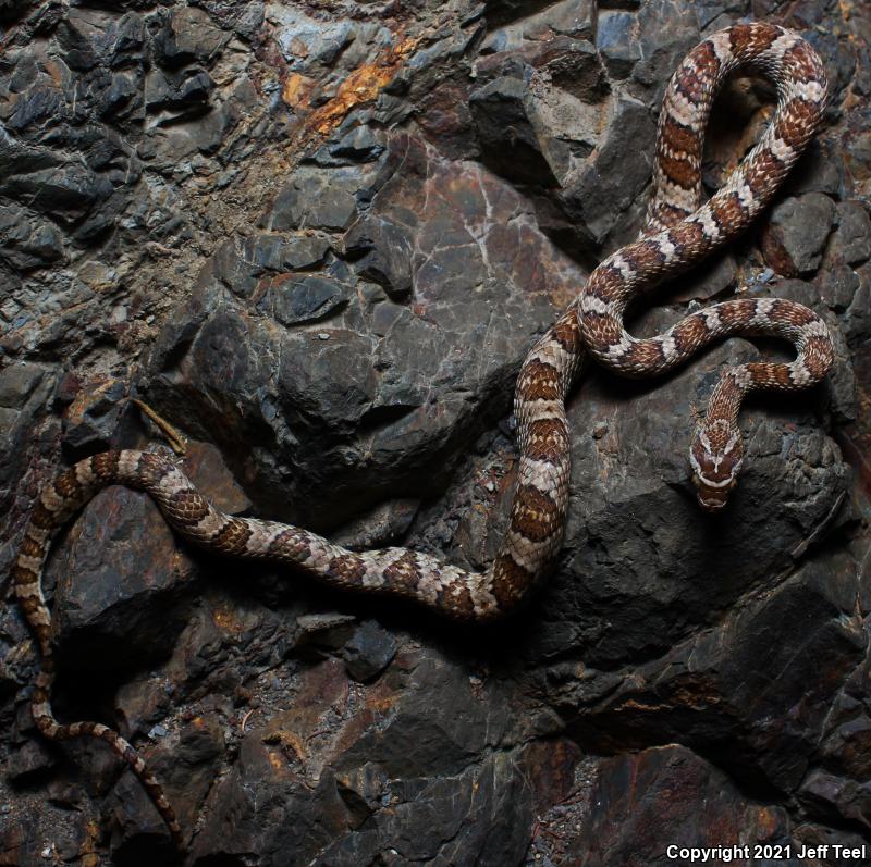 Baja California Lyresnake (Trimorphodon biscutatus lyrophanes)