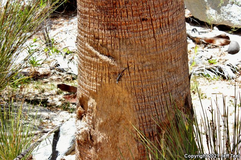 Baja California Brush Lizard (Urosaurus lahtelai)