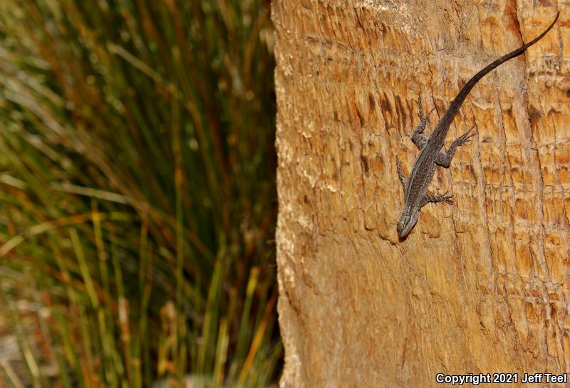 Baja California Brush Lizard (Urosaurus lahtelai)