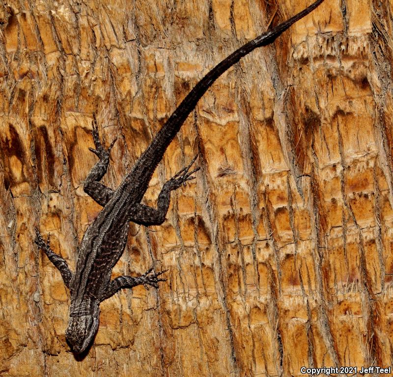 Baja California Brush Lizard (Urosaurus lahtelai)