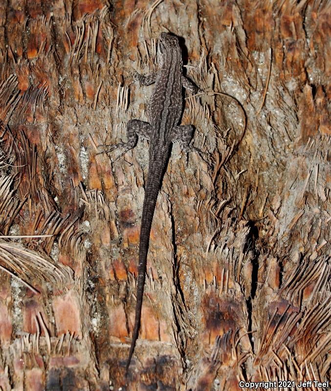 Baja California Brush Lizard (Urosaurus lahtelai)