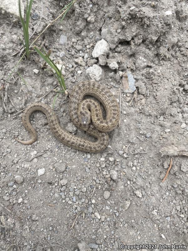 Large-nosed Earthsnake (Conopsis nasus)