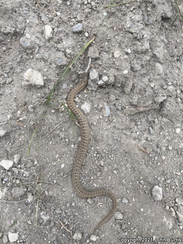 Large-nosed Earthsnake (Conopsis nasus)