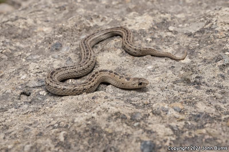 Large-nosed Earthsnake (Conopsis nasus)