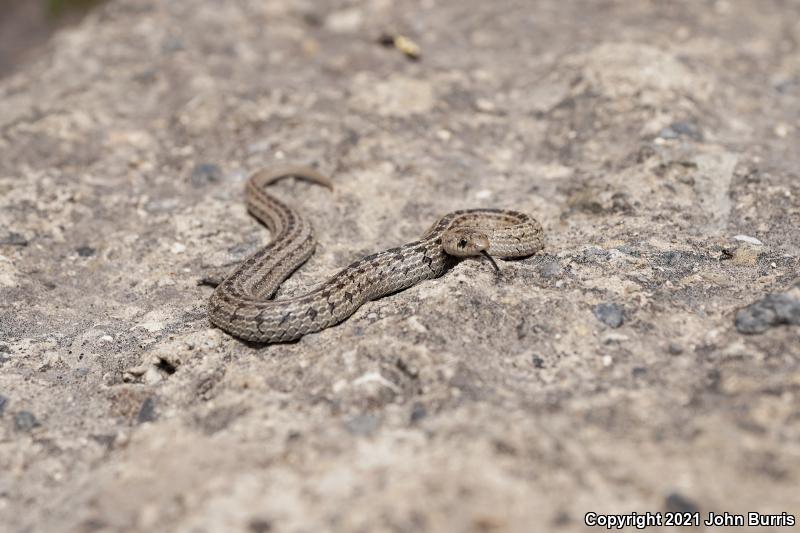 Large-nosed Earthsnake (Conopsis nasus)