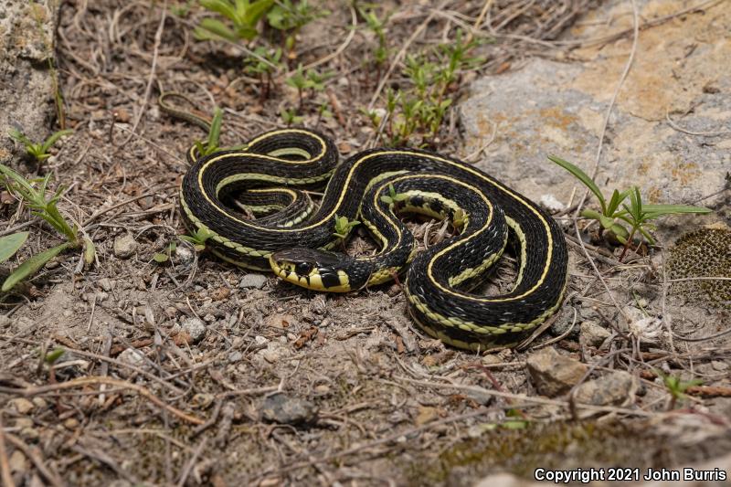 Mexican Highland Gartersnake (Thamnophis pulchrilatus)