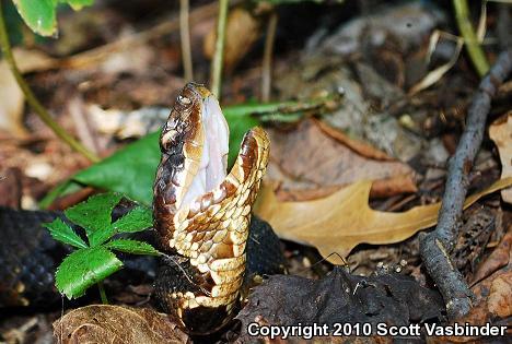 Western Cottonmouth (Agkistrodon piscivorus leucostoma)