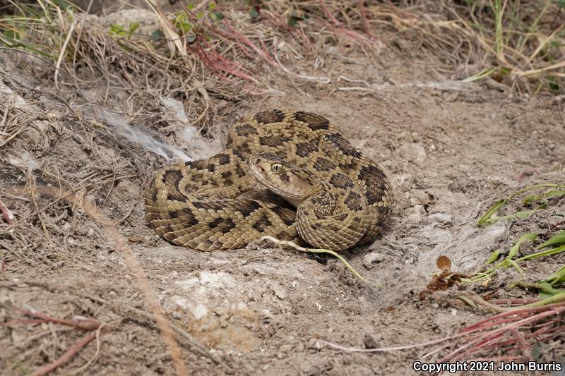 Salvin's Rattlesnake (Crotalus scutulatus salvini)