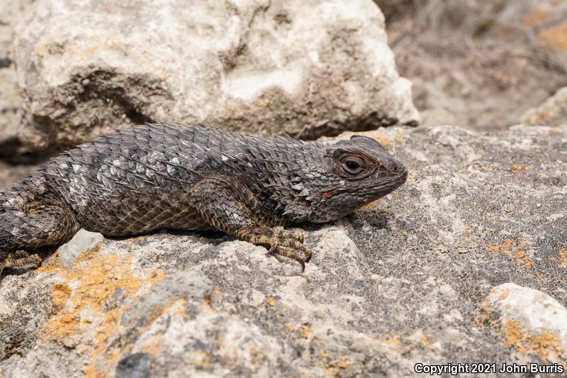 Eastern Spiny Lizard (Sceloporus spinosus)