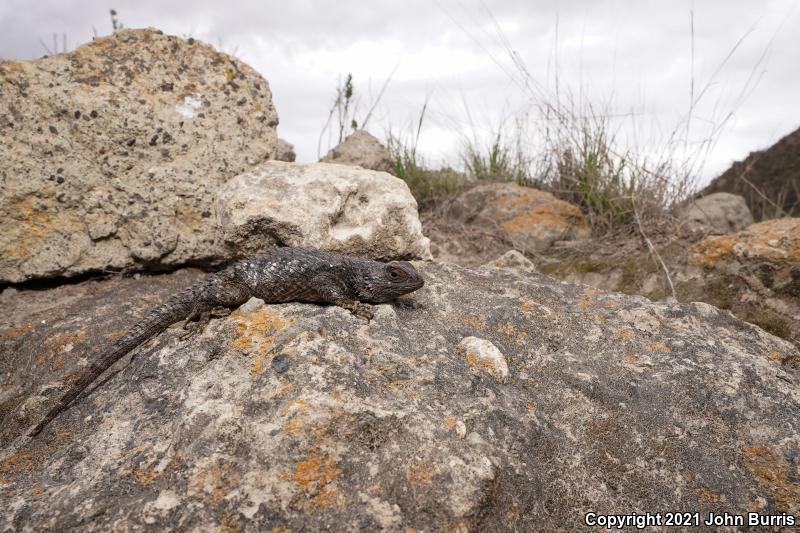 Eastern Spiny Lizard (Sceloporus spinosus)