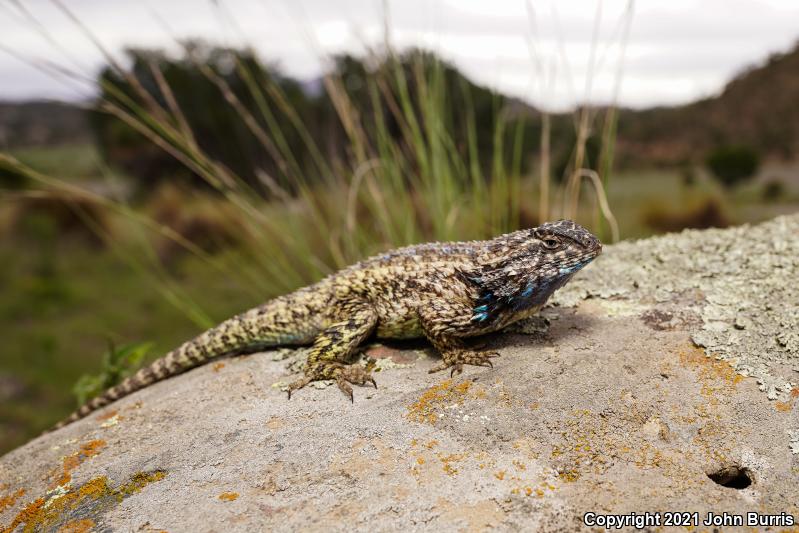 Eastern Spiny Lizard (Sceloporus spinosus)