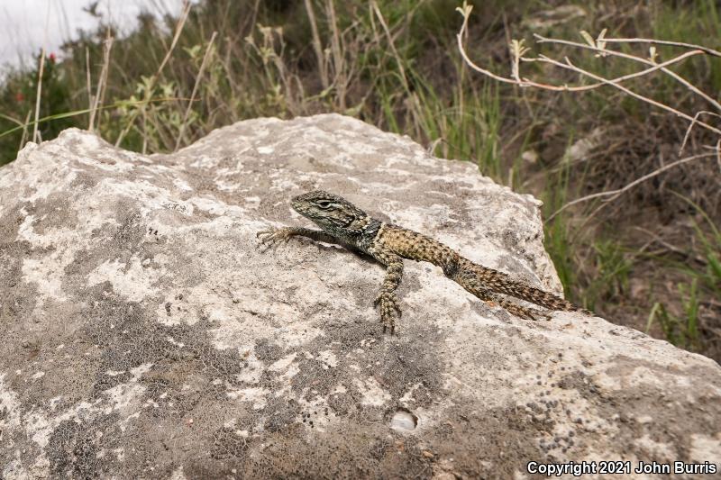 Torquate Lizard (Sceloporus torquatus)