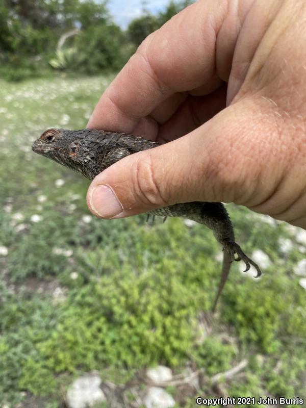 Eastern Spiny Lizard (Sceloporus spinosus)