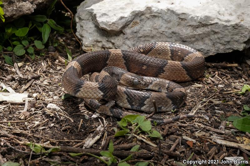 Black-headed Lyresnake (Trimorphodon tau latifasciatus)