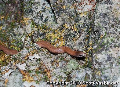 Eastern Smooth Earthsnake (Virginia valeriae valeriae)