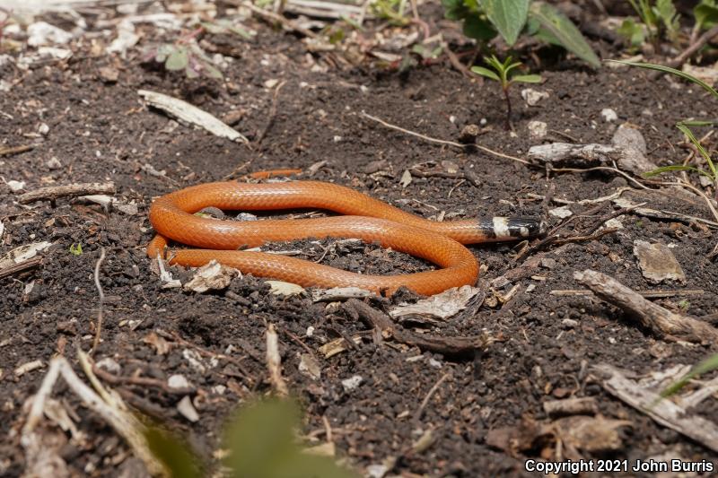 Red Black-headed Snake (Tantilla rubra)