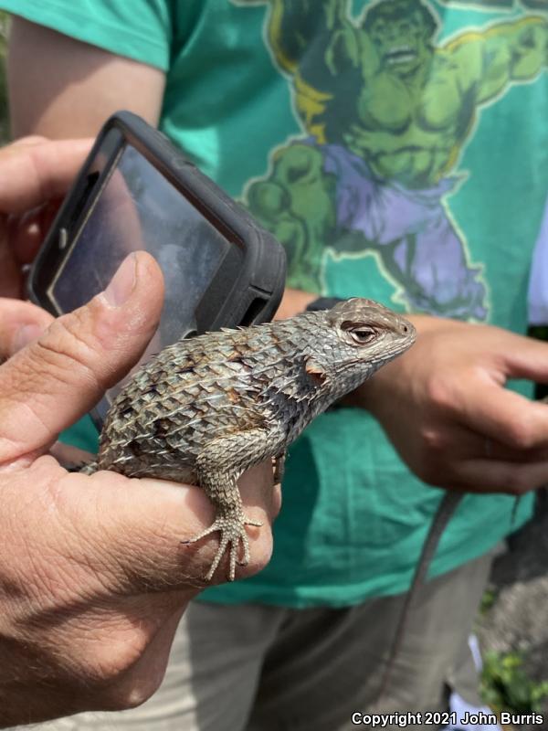 Eastern Spiny Lizard (Sceloporus spinosus)