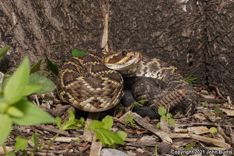 Oaxacan Black-tailed Rattlesnake (Crotalus molossus oaxacus)