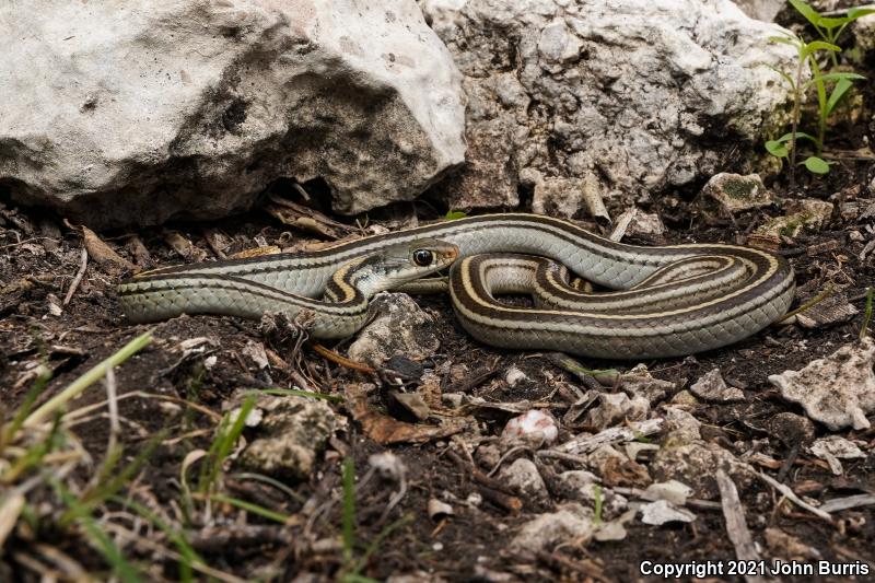 Oaxacan Patch-nosed Snake (Salvadora intermedia)