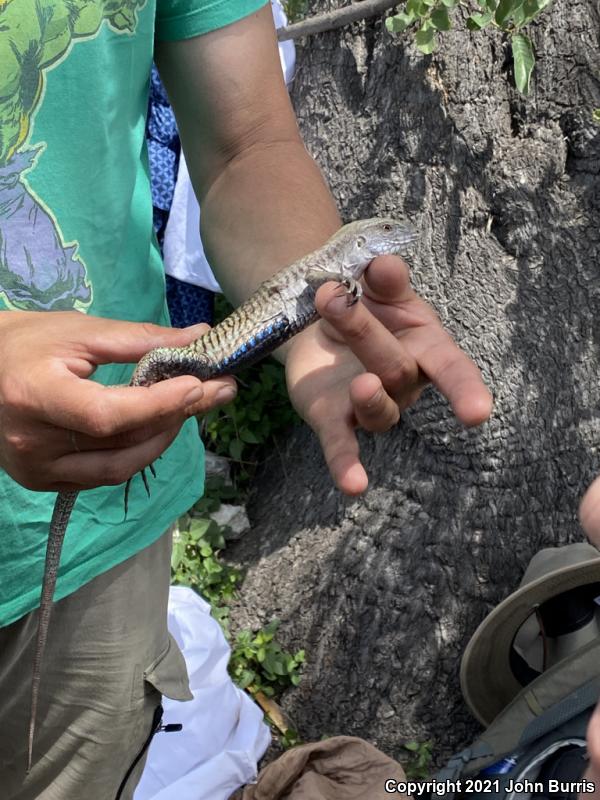 Sack's Spotted Whiptail (Aspidoscelis sackii sackii)