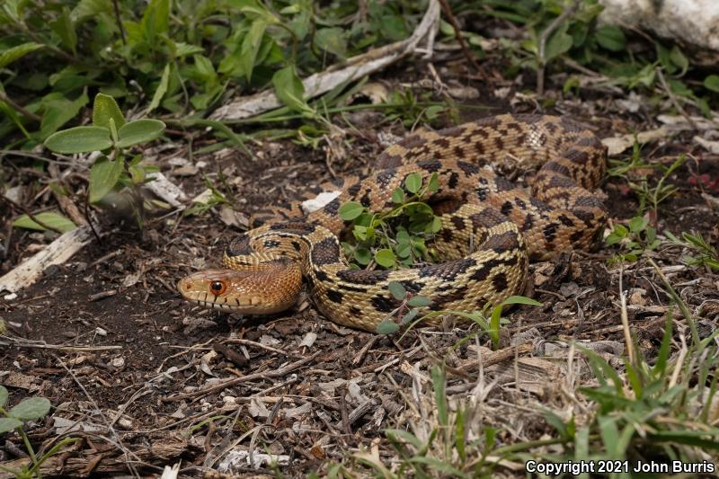 Northern Mexican Bullsnake (Pituophis deppei jani)