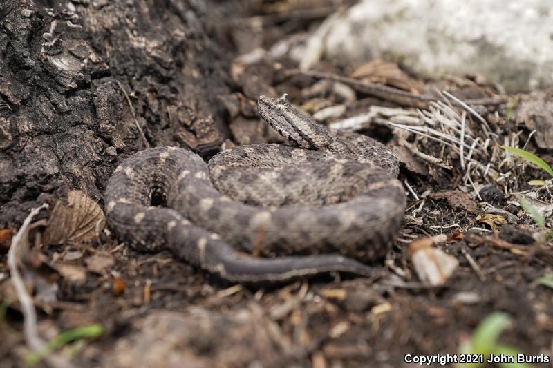 Blacktail Hog-nosed Pitviper (Ophryacus melanurum)