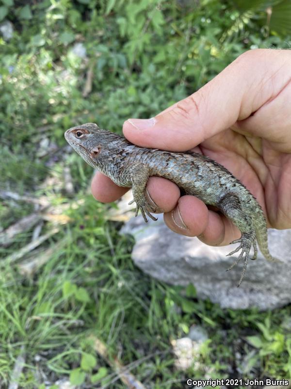 Rough Lizard (Sceloporus horridus)