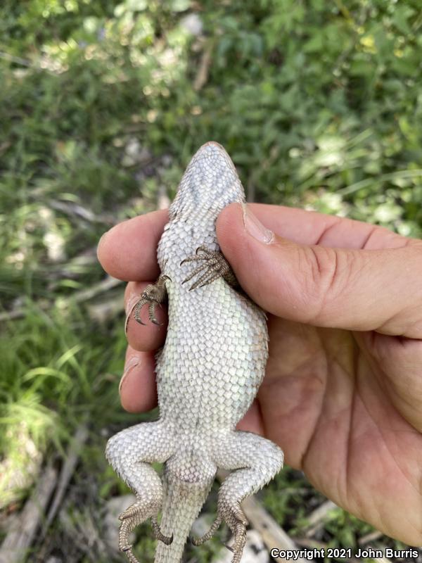 Rough Lizard (Sceloporus horridus)